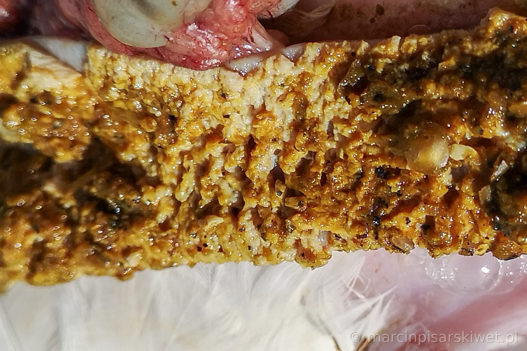 Zmiany martwicze w jelicie brojlera związane z Clostridium perfringens